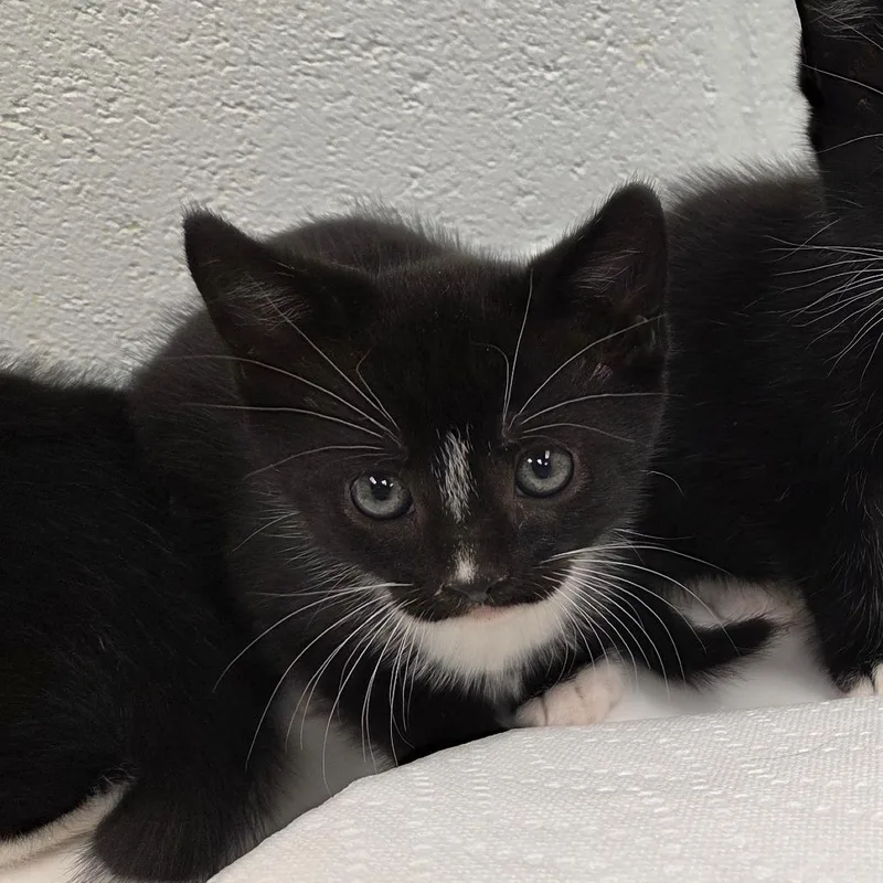 A baby small-sized male Black Domestic Short Hair cat named Knuckles for adoption in Chattanooga, TN