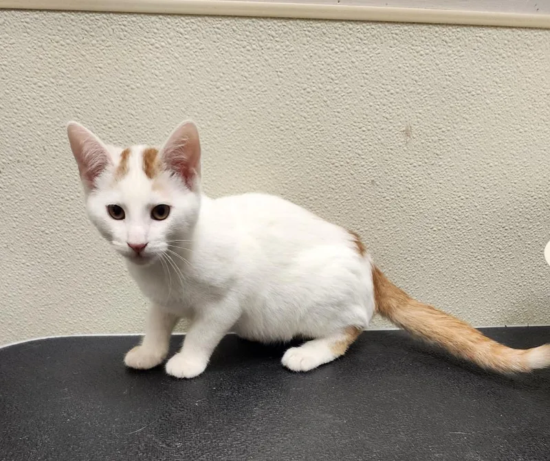 A baby medium-sized male Domestic Short Hair cat named Moe for adoption in Great Bend, KS
