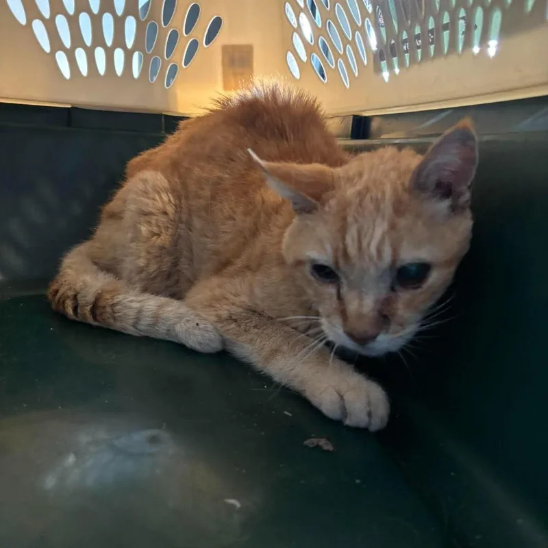 An adult small-sized male Orange / Red Domestic Short Hair cat named David Bowie for adoption in Glenwood, MN