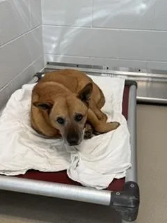 An adult medium-sized female German Shepherd Dog dog named Liebling for adoption in Haw River, NC