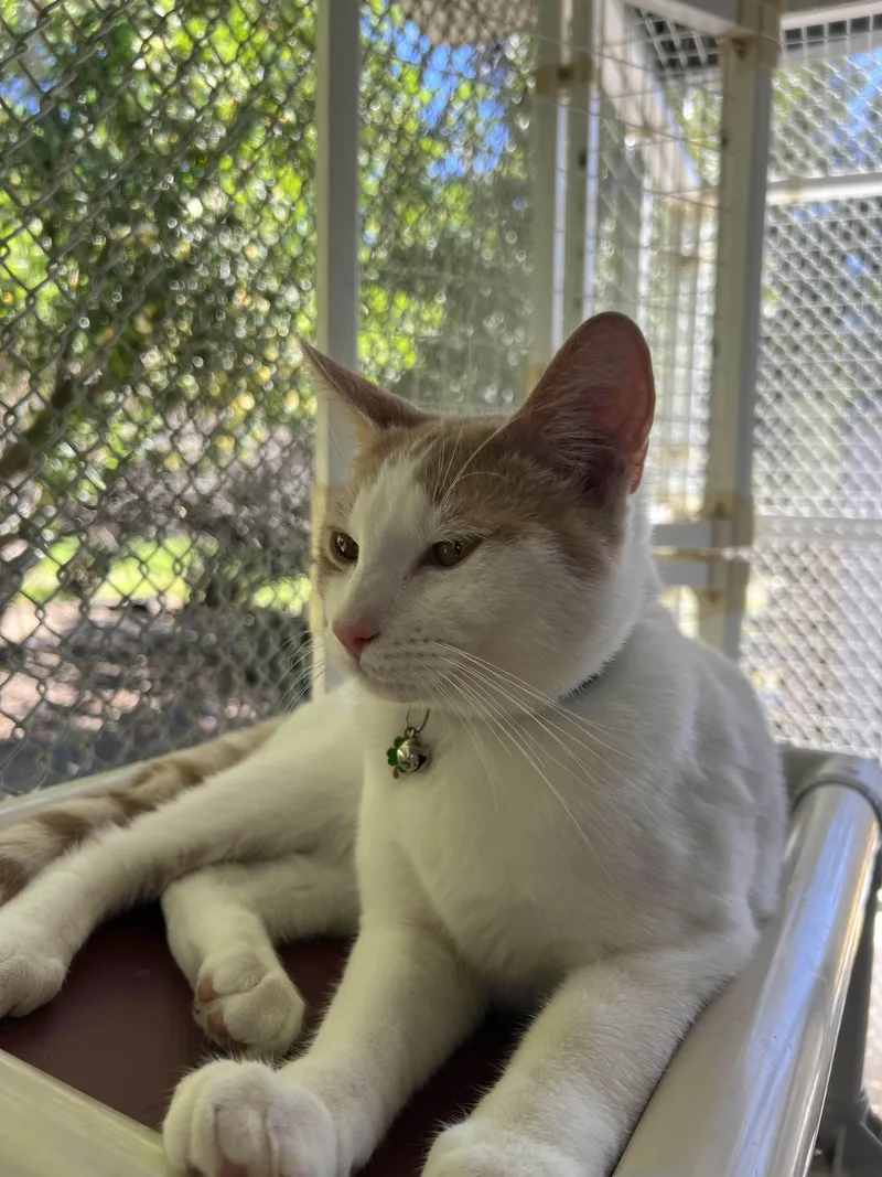 Shark Boy thumbnail 2