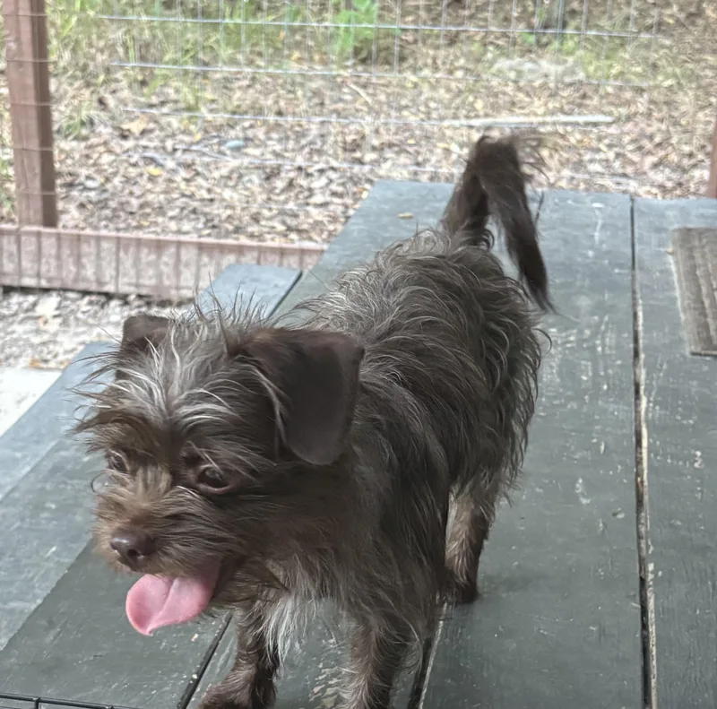 A young small-sized female Brown / Chocolate Yorkshire Terrier dog named Abby for adoption in Rowlett, TX
