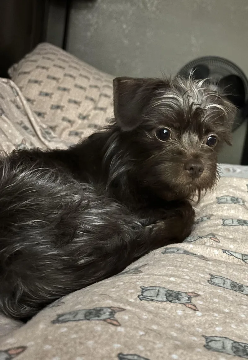 Abby thumbnail 3