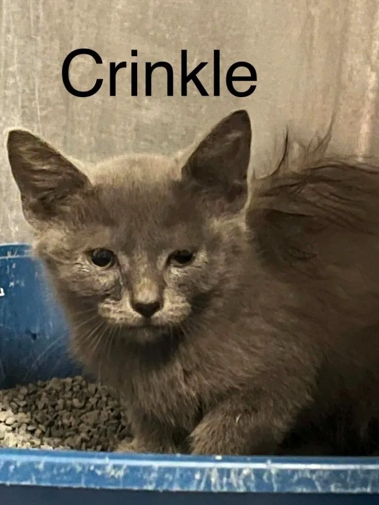 A baby small-sized female Domestic Short Hair cat named Crinkle for adoption in Princeton, IN