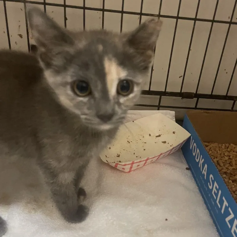 Ari