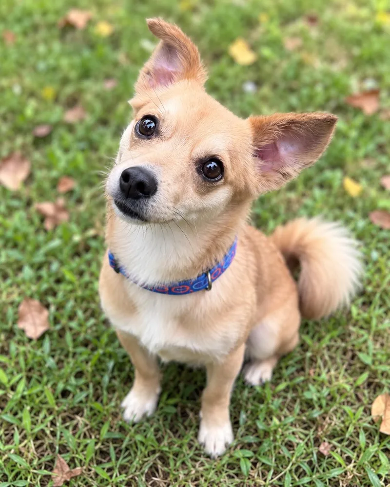 A young small-sized male Chihuahua dog named Teddy for adoption in Columbia, MD