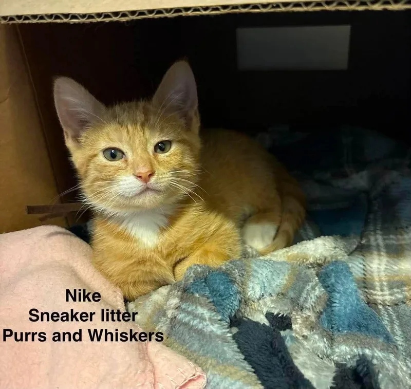 A baby medium-sized male Orange & White Domestic Short Hair cat named Nike for adoption in New Hartford, NY