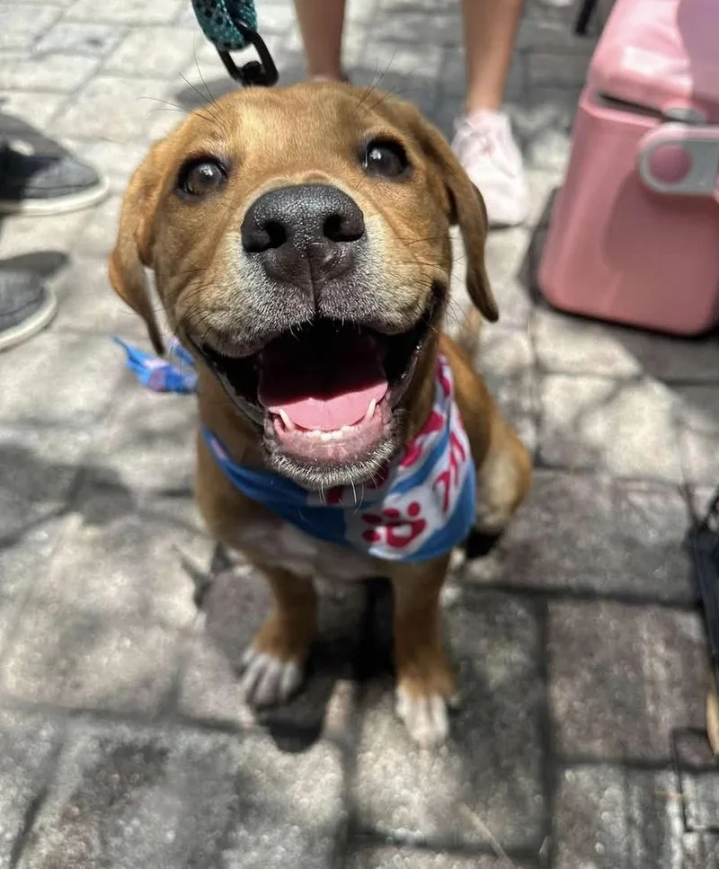 A young large-sized female Yellow / Tan / Blond / Fawn Mastiff dog named Celeste for adoption