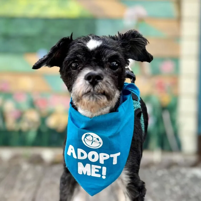 A senior small-sized male Black Maltese dog named Salem for adoption in Pacific Grove, CA