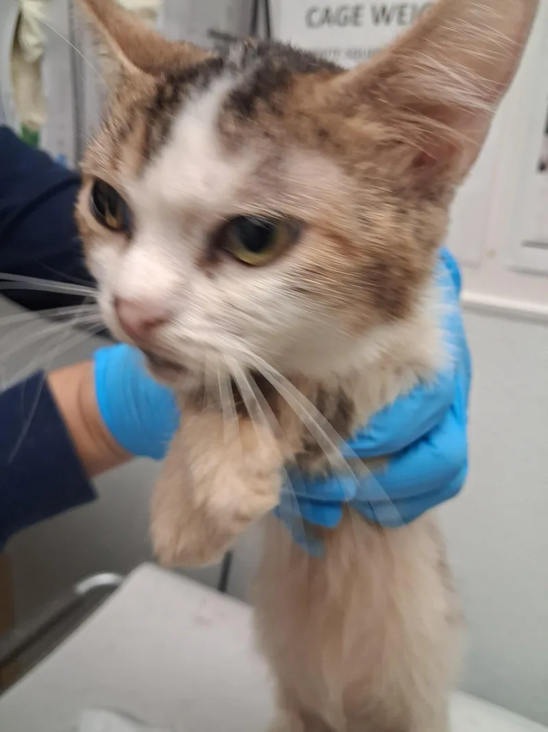 A young medium-sized female Domestic Short Hair cat named Malt for adoption in Los Angeles, CA