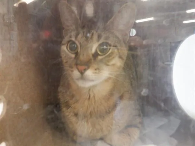 An adult large-sized female Domestic Short Hair cat named Enid for adoption in San Jose, CA