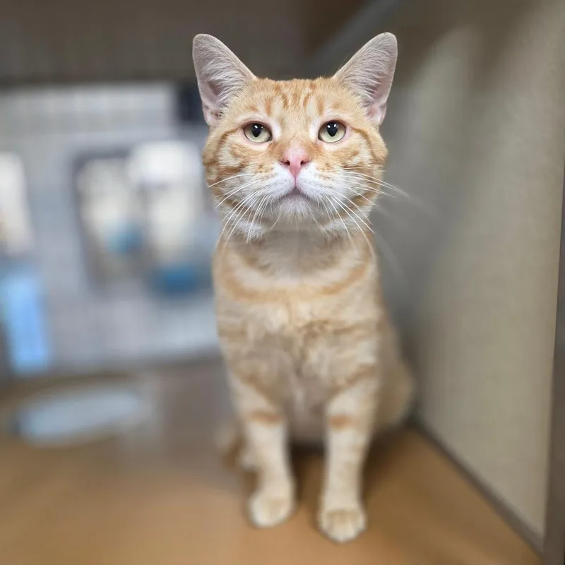 An adult large-sized male Orange / Red Domestic Short Hair cat named Kentuck for adoption in Chatham, VA