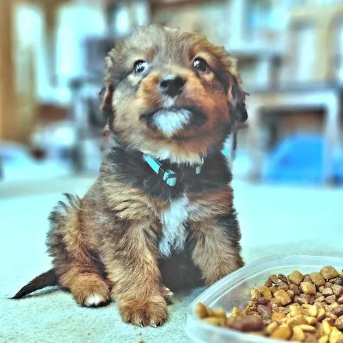 A baby medium-sized male Border Collie dog named Teddy for adoption in Rutherfordton, NC