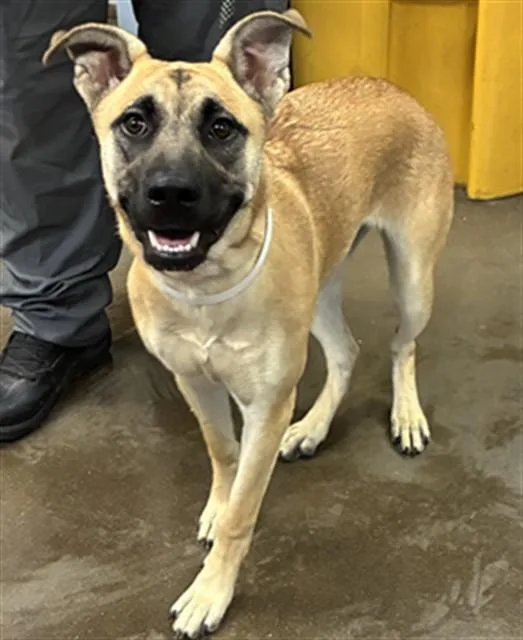 A young large-sized female Belgian Shepherd / Malinois dog named Tilly for adoption in Phoenix, AZ