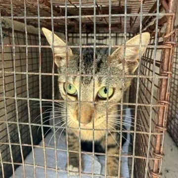 A young medium-sized female Gray / Blue / Silver Domestic Short Hair cat named Perlah for adoption in West Palm Beach, FL