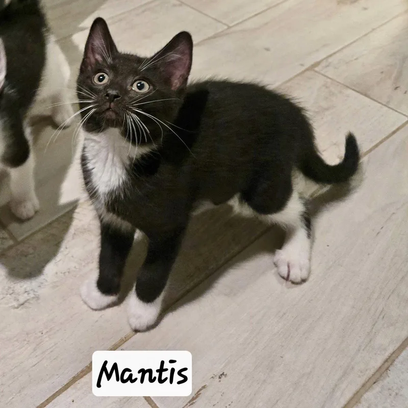 A young medium-sized male Black & White / Tuxedo Domestic Short Hair cat named Mantis for adoption in Flushing, NY