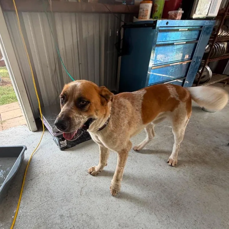 An adult large-sized male Red / Chestnut / Orange Australian Cattle Dog / Blue Heeler dog named Cinder for adoption in Bastrop, TX