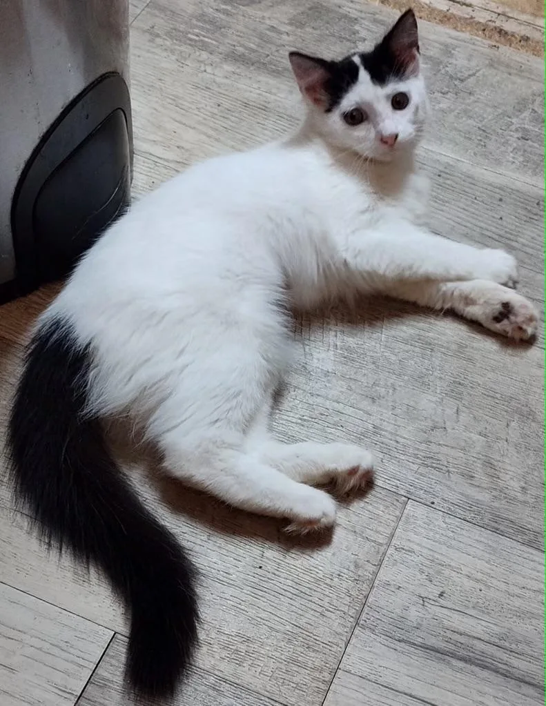 A baby small-sized female White Domestic Medium Hair cat named Panda Kuykendahl Petsmart for adoption in Spring, TX
