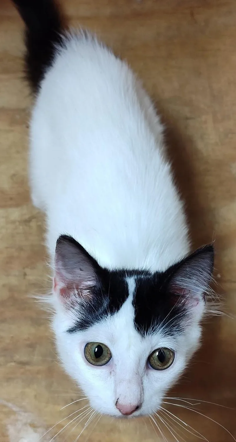 Panda  Kuykendahl Petsmart thumbnail 2