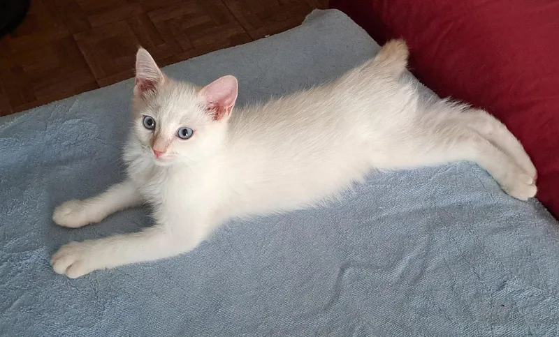 A baby small-sized male Siamese cat named Nimbus for adoption in Phoenix, AZ