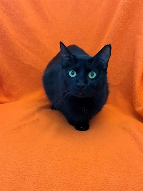 A young medium-sized female Domestic Short Hair cat named Onyx for adoption in Forney, TX
