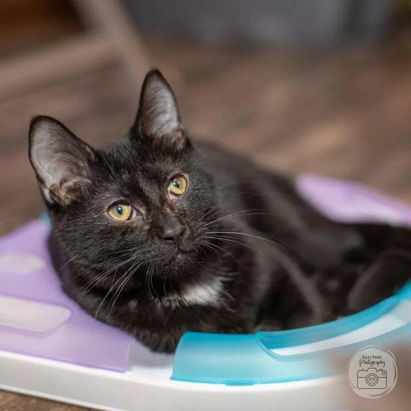 A young medium-sized female Black & White / Tuxedo Domestic Short Hair cat named Toes for adoption in Blairsville, PA