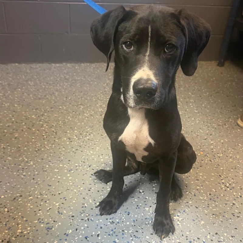 A young medium-sized male Hound dog named Tyler for adoption in Tuscaloosa, AL
