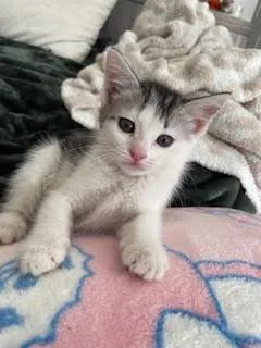 Sadie
