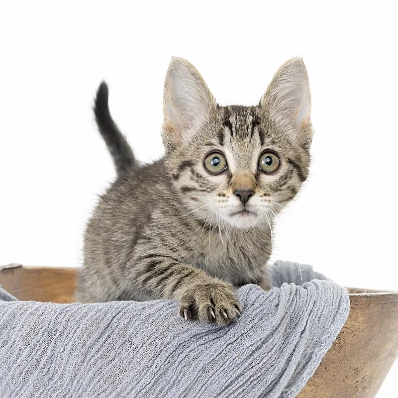 A baby small-sized female Brown / Chocolate Domestic Short Hair cat named Salt for adoption in Franklin, TN