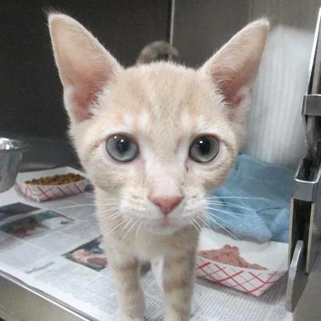 An adult medium-sized female Buff / Tan / Fawn Domestic Short Hair cat named Sarina for adoption in Perkiomenville, PA