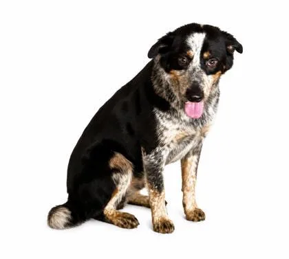 An adult medium-sized male Black Australian Cattle Dog / Blue Heeler dog named Honor for adoption in Bedford, IN
