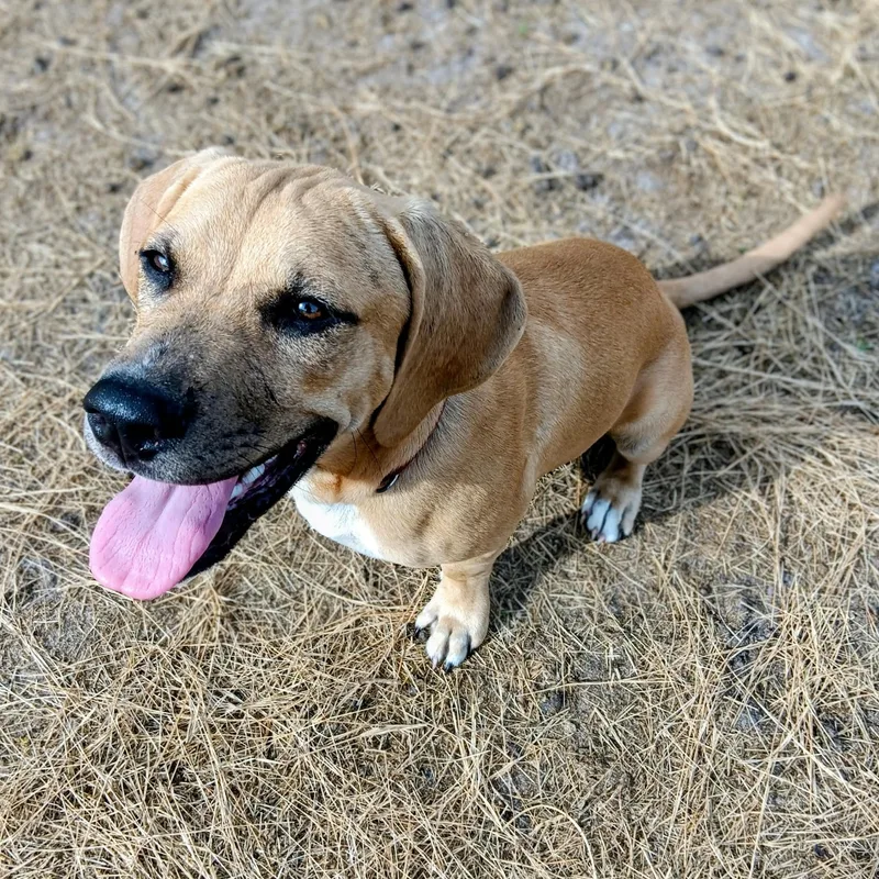 A baby medium-sized male Yellow / Tan / Blond / Fawn Hound dog named Chowder for adoption in Port Saint Lucie, FL