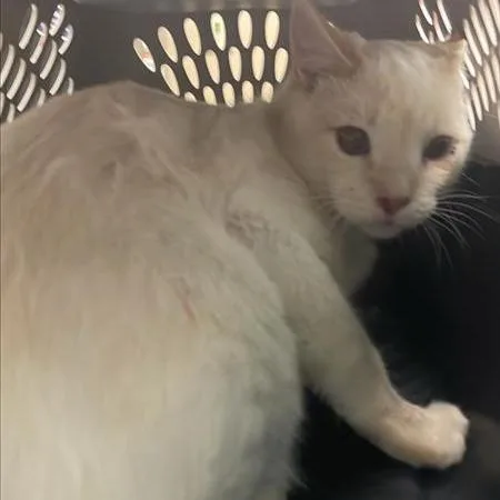 An adult medium-sized male Flame Point Domestic Short Hair cat named Poppi for adoption in Tacoma, WA