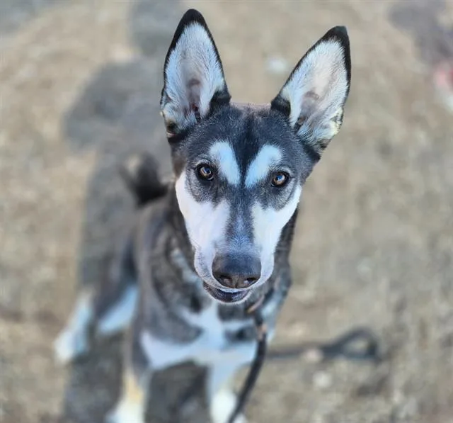 A young medium-sized male Siberian Husky dog named Maxwell for adoption in Albuquerque, NM