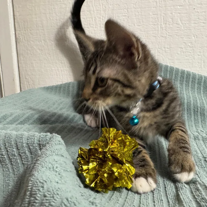 A baby small-sized male Brown / Chocolate Domestic Short Hair cat named Tugboat for adoption in Westminster, CA