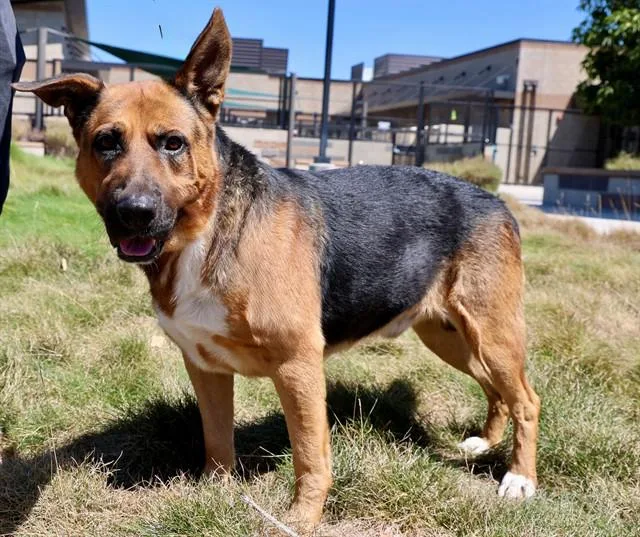 A young medium-sized male German Shepherd Dog dog named Hermes for adoption in San Luis Obispo, CA