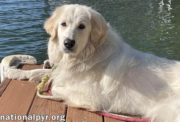 A young large-sized female White / Cream Great Pyrenees dog named Pearl In Pa  for adoption in Beacon, NY