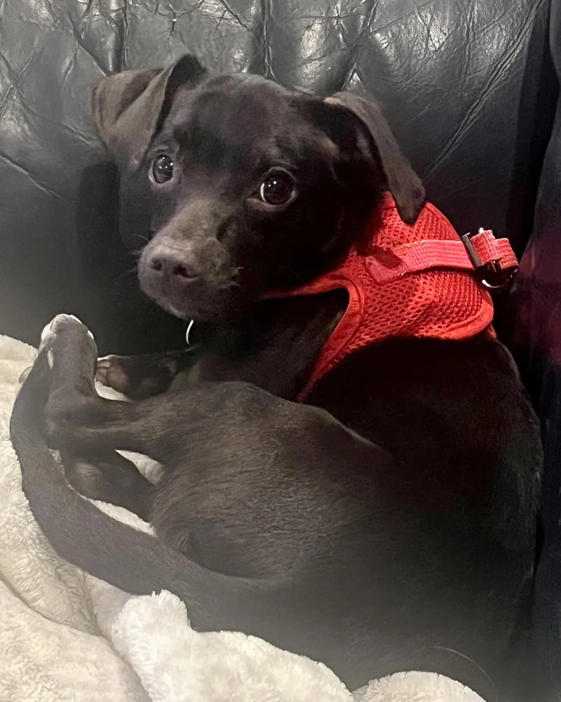 A baby small-sized female Chihuahua dog named Sadie for adoption in Corona, CA