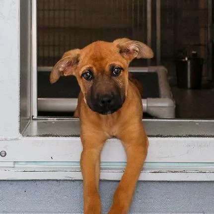 A baby medium-sized female Yellow / Tan / Blond / Fawn Mixed Breed dog named Layla for adoption in Bradenton, FL