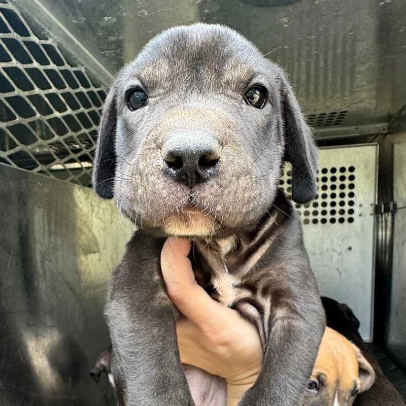 A baby small-sized male Black Pit Bull Terrier dog named Koala for adoption in Birmingham, AL