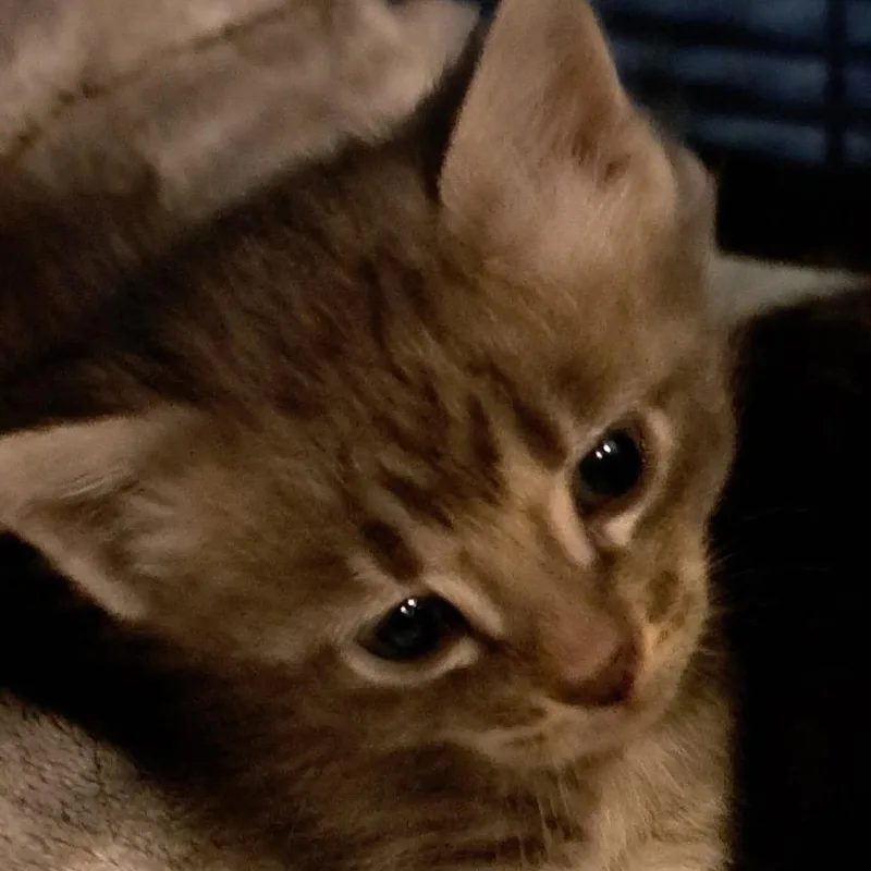 A baby small-sized female Gray / Blue / Silver Domestic Short Hair cat named Darla for adoption in Green Forest, AR