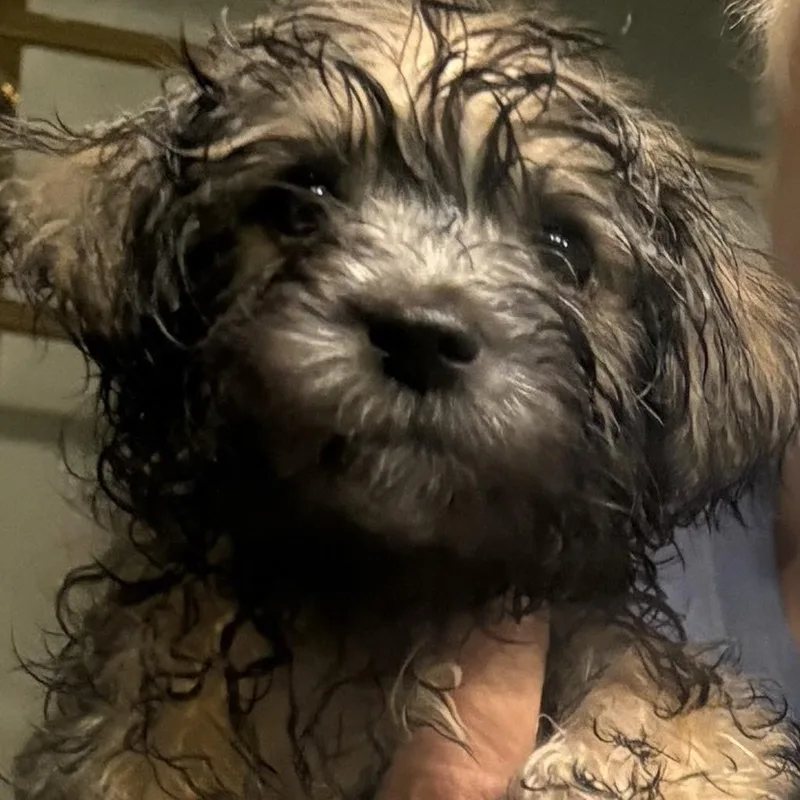 A baby small-sized female Brown / Chocolate Miniature Poodle dog named Soul for adoption in Santa Fe, TX