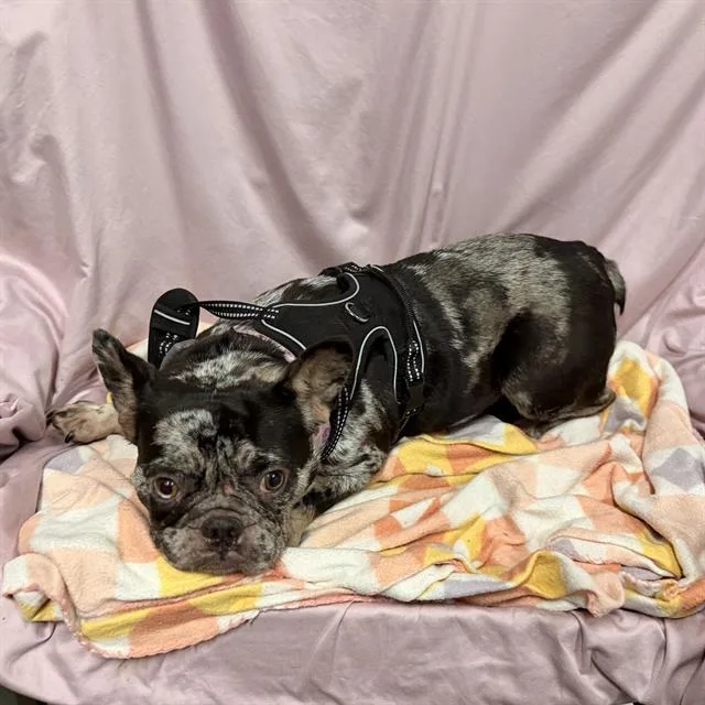 A young small-sized female French Bulldog dog named A for adoption in Modesto, CA