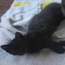 A baby small-sized female White Domestic Short Hair cat named Tina for adoption in West Palm Beach, FL