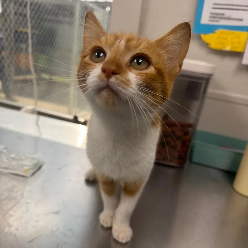 A baby small-sized male Orange / Red Domestic Short Hair cat named Puurfect Parker for adoption in Columbiana, AL