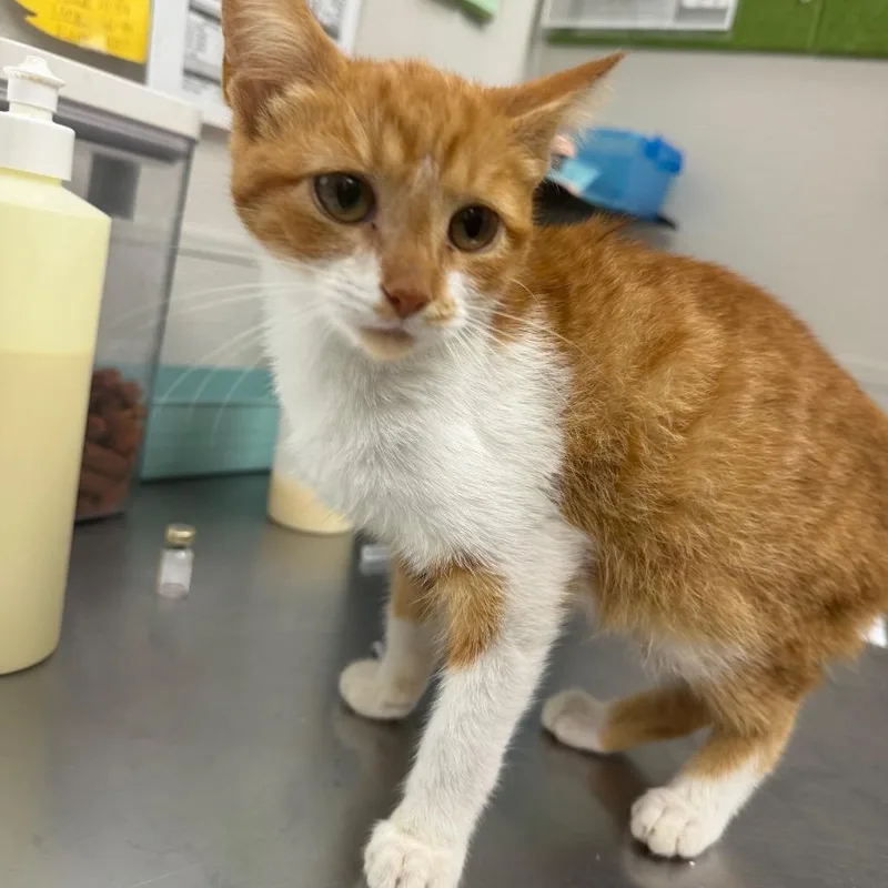 Puurfect Parker thumbnail 2