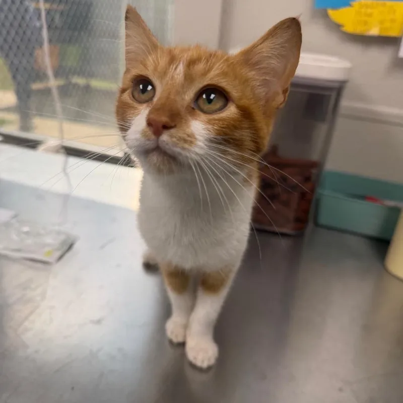 Puurfect Parker thumbnail 3