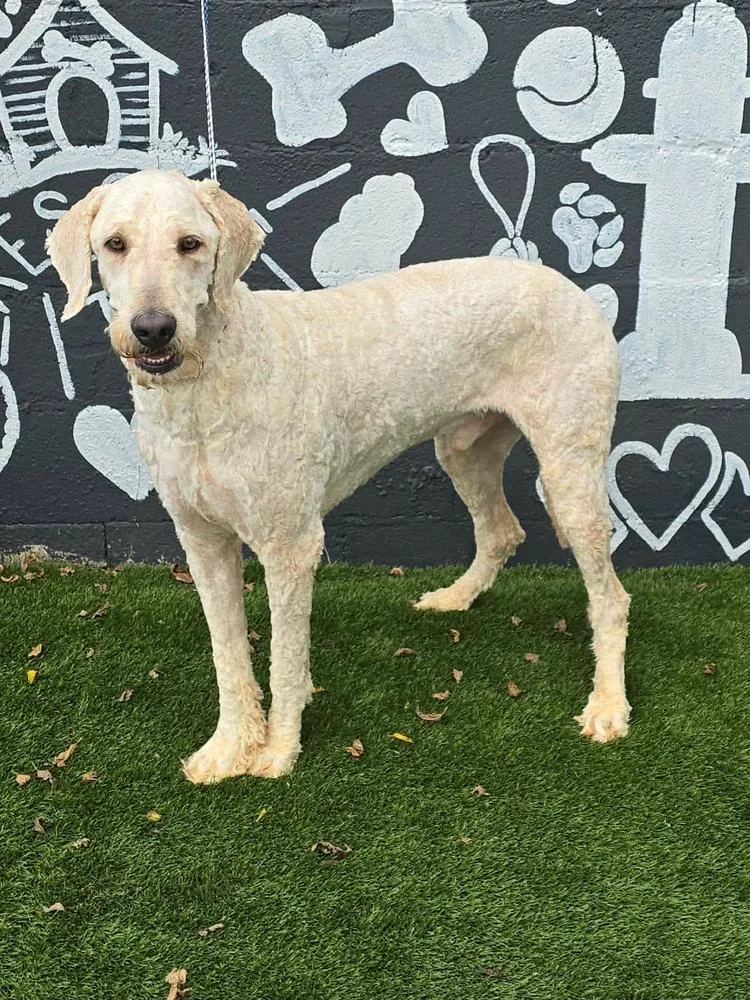 A young large-sized male Goldendoodle dog named Sutton for adoption in Manhattan, NY