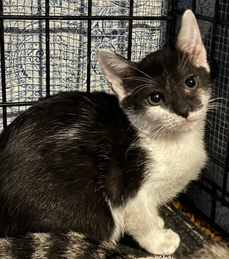 A young medium-sized female Black & White / Tuxedo Domestic Short Hair cat named Bandette for adoption in Lauderhill, FL