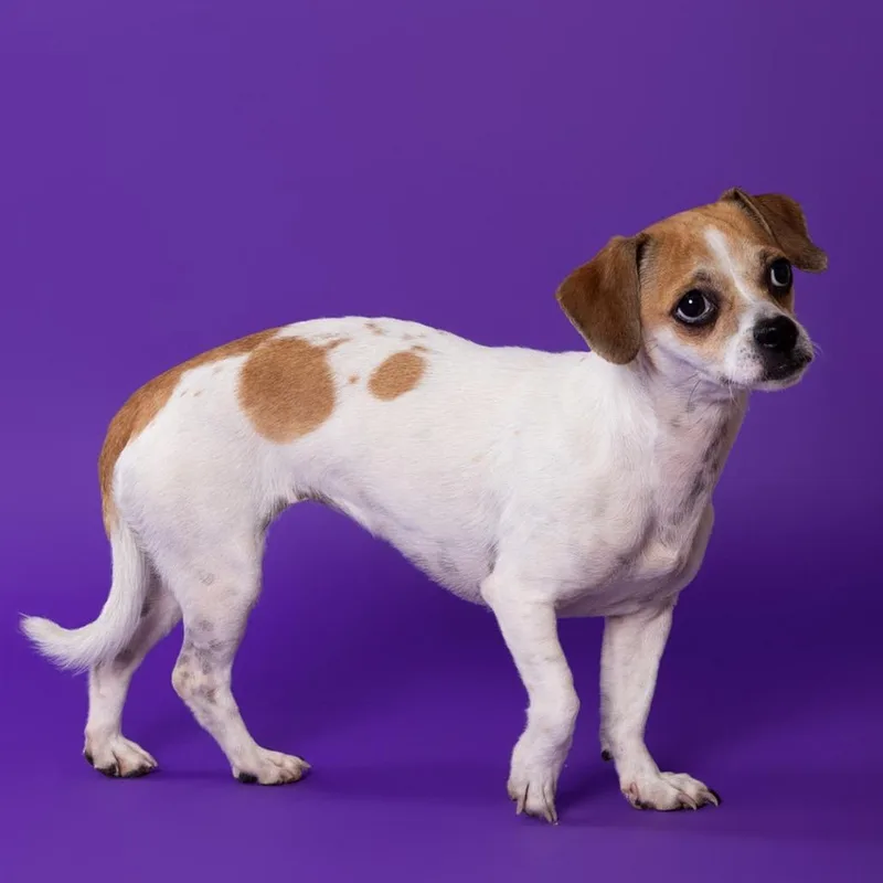 An adult small-sized female White / Cream Mixed Breed dog named Luna for adoption in Leander, TX